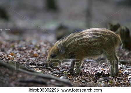 "Wild Boar (Sus scrofa), piglet, in an enclosure, Bavarian Forest National Park, Bavaria, Germany, Europe" View Large Photo Image Stock Photography - "Wild Boar (Sus scrofa), piglet, in an enclosure, Bavarian Forest National Park, Bavaria, Germany, Europe". Fotosearch