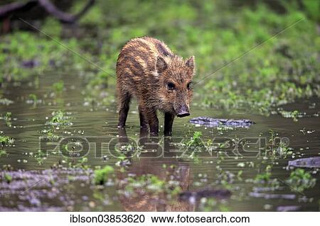 "Wild Boar (Sus scrofa), piglet in the water, Baden-Wurttemberg, Germany, Europe" View Large Photo Image Stock Image - "Wild Boar (Sus scrofa), piglet in the water, Baden-Wurttemberg, Germany, Europe". Fotosearch