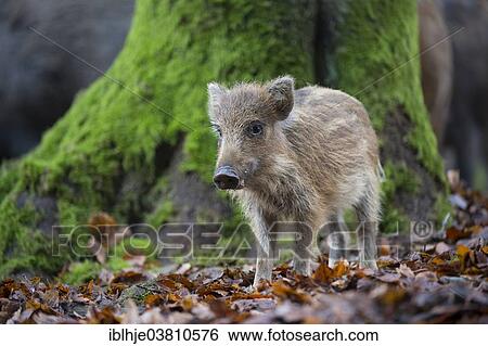Stock Photograph - "Wild Boar (Sus scrofa), piglet or young boar, Rhineland-Palatinate, Germany, Europe". Fotosearch