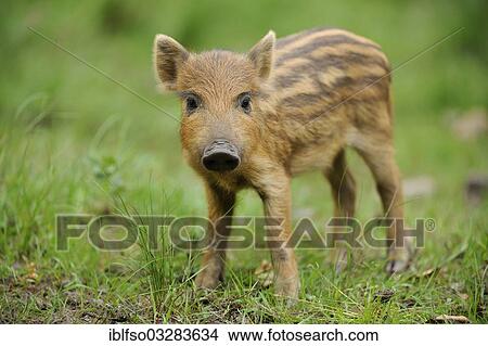 "Wild boar (Sus scrofa), piglet, captive, Bavaria, Germany, Europe" View Large Photo Image Picture - "Wild boar (Sus scrofa), piglet, captive, Bavaria, Germany, Europe". Fotosearch