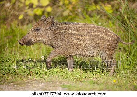"Wild Boar (Sus scrofa), piglet, walking, captive, Saxony, Germany, Europe" View Large Photo Image Picture - "Wild Boar (Sus scrofa), piglet, walking, captive, Saxony, Germany, Europe". Fotosearch