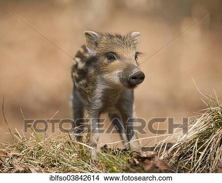 "Wild Boar (Sus scrofa), piglet, captive, North Rhine-Westphalia, Germany, Europe" View Large Photo Image Picture - "Wild Boar (Sus scrofa), piglet, captive, North Rhine-Westphalia, Germany, Europe". Fotosearch