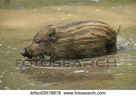 "Wild Boar (Sus scrofa) piglet running through shallow water, captive, Hesse, Germany, Europe" View Large Photo Image Stock Photo - "Wild Boar (Sus scrofa) piglet running through shallow water, captive, Hesse, Germany, Europe". Fotosearch