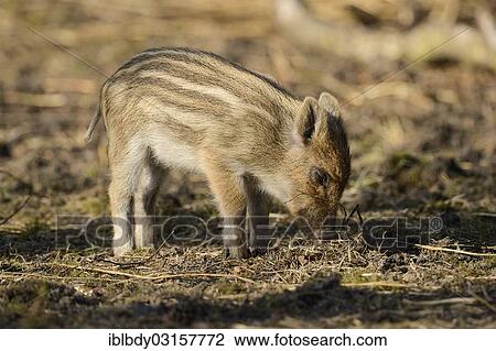 Stock Image - "Wild boar (Sus scrofa), piglet foraging for food, Wildgehege Klovensteen, Hamburg, Hamburg, Germany, Europe". Fotosearch