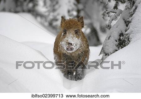 "Wild boar (Sus scrofa), piglet standing in the snow, animal park, Bavarian Forest National Park, Bavaria, Germany, Europe" View Large Photo Image Stock Image - "Wild boar (Sus scrofa), piglet standing in the snow, animal park, Bavarian Forest National Park, Bavaria, Germany, Europe". Fotosearch