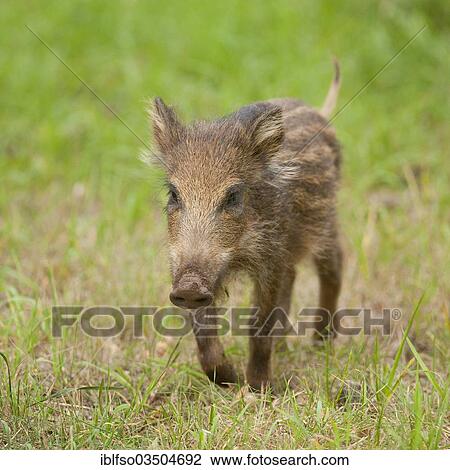 "Wild Boar (Sus scrofa), piglet, captive, Saxony, Germany, Europe" View Large Photo Image Stock Image - "Wild Boar (Sus scrofa), piglet, captive, Saxony, Germany, Europe". Fotosearch