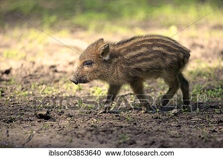 "Wild Boar (Sus scrofa), piglet, Baden-Wurttemberg, Germany, Europe" View Large Photo Image Stock Image - "Wild Boar (Sus scrofa), piglet, Baden-Wurttemberg, Germany, Europe". Fotosearch