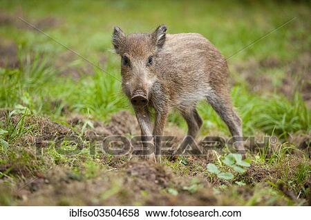 "Wild Boar (Sus scrofa), piglet, captive, Saxony, Germany, Europe" View Large Photo Image Stock Photo - "Wild Boar (Sus scrofa), piglet, captive, Saxony, Germany, Europe". Fotosearch