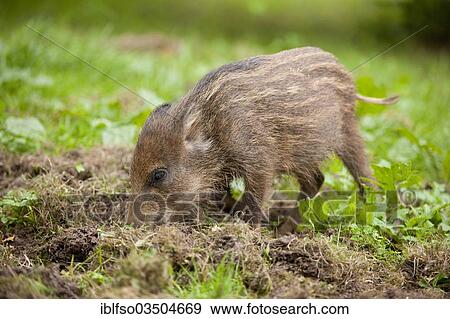 "Wild Boar (Sus scrofa), piglet foraging for food, captive, Saxony, Germany, Europe" View Large Photo Image Stock Photo - "Wild Boar (Sus scrofa), piglet foraging for food, captive, Saxony, Germany, Europe". Fotosearch