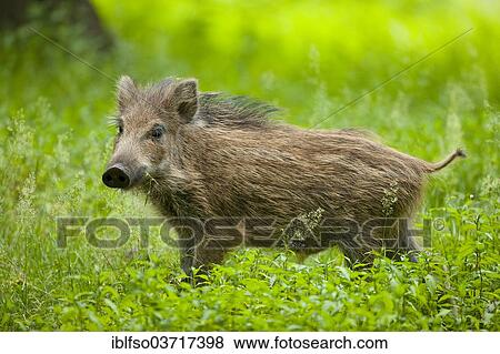 "Wild Boar (Sus scrofa), piglet, standing, captive, Saxony, Germany, Europe" View Large Photo Image Stock Photo - "Wild Boar (Sus scrofa), piglet, standing, captive, Saxony, Germany, Europe". Fotosearch