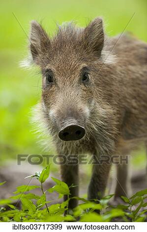 "Wild Boar (Sus scrofa), piglet, portrait, captive, Saxony, Germany, Europe" View Large Photo Image Stock Photo - "Wild Boar (Sus scrofa), piglet, portrait, captive, Saxony, Germany, Europe". Fotosearch