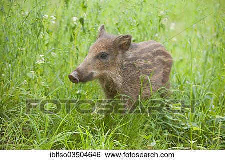 "Wild Boar (Sus scrofa), piglet, captive, Saxony, Germany, Europe" View Large Photo Image Stock Photograph - "Wild Boar (Sus scrofa), piglet, captive, Saxony, Germany, Europe". Fotosearch