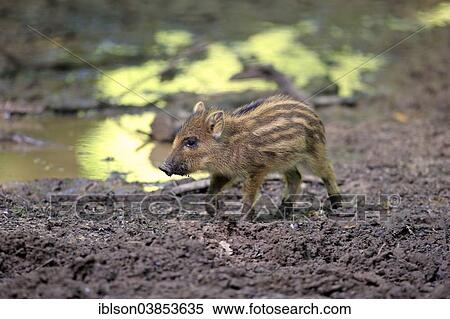 "Wild Boar (Sus scrofa), piglet, Baden-Wurttemberg, Germany, Europe" View Large Photo Image Stock Photography - "Wild Boar (Sus scrofa), piglet, Baden-Wurttemberg, Germany, Europe". Fotosearch