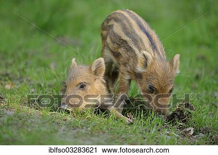 "Wild boar (Sus scrofa), piglets, captive, Bavaria, Germany, Europe" View Large Photo Image Stock Image - "Wild boar (Sus scrofa), piglets, captive, Bavaria, Germany, Europe". Fotosearch