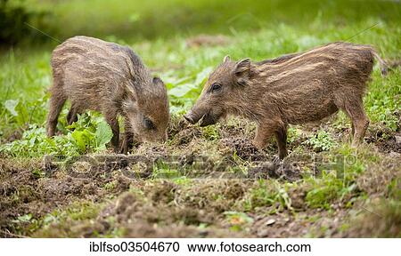 "Wild Boar (Sus scrofa), piglets foraging for food, captive, Saxony, Germany, Europe" View Large Photo Image Stock Image - "Wild Boar (Sus scrofa), piglets foraging for food, captive, Saxony, Germany, Europe". Fotosearch