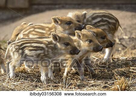 "Wild boar (Sus scrofa) piglets standing on straw, Wildgehege Klovensteen, Hamburg, Hamburg, Germany, Europe" View Large Photo Image Stock Photo - "Wild boar (Sus scrofa) piglets standing on straw, Wildgehege Klovensteen, Hamburg, Hamburg, Germany, Europe". Fotosearch