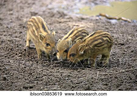 "Wild Boar (Sus scrofa) piglets, Baden-Wurttemberg, Germany, Europe" View Large Photo Image Stock Photo - "Wild Boar (Sus scrofa) piglets, Baden-Wurttemberg, Germany, Europe". Fotosearch