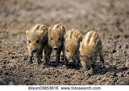 "Wild Boar (Sus scrofa) piglets, Baden-Wurttemberg, Germany, Europe" View Large Photo Image Stock Photograph - "Wild Boar (Sus scrofa) piglets, Baden-Wurttemberg, Germany, Europe". Fotosearch