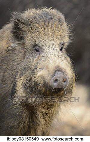 "Wild boar (Sus scrofa), portrait, Diedrichsburg Wildlife Park, Melle, Lower Saxony, Germany, Europe" View Large Photo Image Stock Photo - "Wild boar (Sus scrofa), portrait, Diedrichsburg Wildlife Park, Melle, Lower Saxony, Germany, Europe". Fotosearch