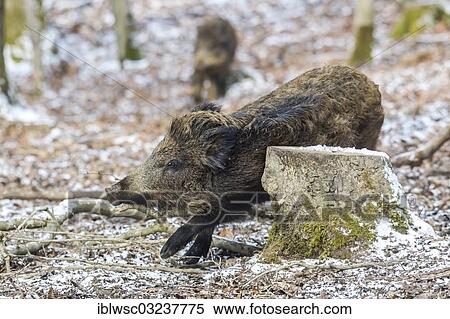 Stock Photography - "Wild boar (Sus scrofa), rubbing body on tree stump, Wildpark Daun, Daun, Vulkan Eifel, Eifel, Rhineland-Palatinate, Germany, Europe". Fotosearch