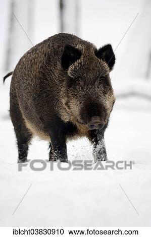 "Wild Boar (Sus scrofa scrofa) in winter, North Rhine-Westphalia, Germany, Europe" View Large Photo Image Stock Image - "Wild Boar (Sus scrofa scrofa) in winter, North Rhine-Westphalia, Germany, Europe". Fotosearch