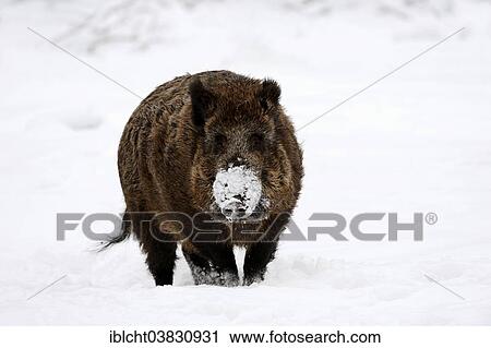 Stock Image - "Wild Boar (Sus scrofa scrofa) in winter, North Rhine-Westphalia, Germany, Europe". Fotosearch