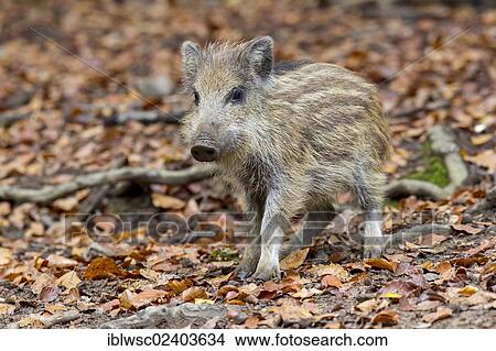 "Wild boar (Sus scrofa), shoat, Wildpark Daun game park, Vulkaneifel district, Rhineland-Palatinate, Germany, Europe" View Large Photo Image Picture - "Wild boar (Sus scrofa), shoat, Wildpark Daun game park, Vulkaneifel district, Rhineland-Palatinate, Germany, Europe". Fotosearch