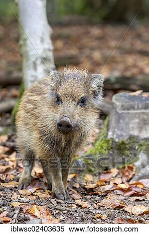 "Wild boar (Sus scrofa), shoat, Wildpark Daun game park, Vulkaneifel district, Rhineland-Palatinate, Germany, Europe" View Large Photo Image Stock Photography - "Wild boar (Sus scrofa), shoat, Wildpark Daun game park, Vulkaneifel district, Rhineland-Palatinate, Germany, Europe". Fotosearch