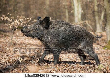 Stock Image - "Wild Boar (Sus scrofa), sow, captive, North Rhine-Westphalia, Germany, Europe". Fotosearch