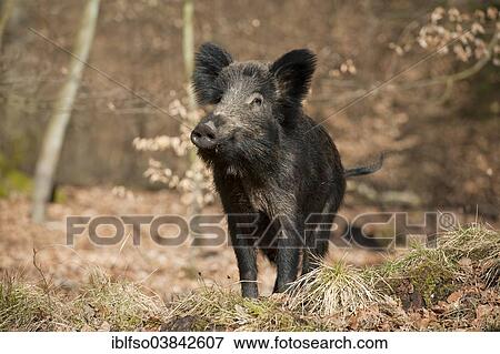 "Wild Boar (Sus scrofa), sow, captive, North Rhine-Westphalia, Germany, Europe" View Large Photo Image Stock Photo - "Wild Boar (Sus scrofa), sow, captive, North Rhine-Westphalia, Germany, Europe". Fotosearch