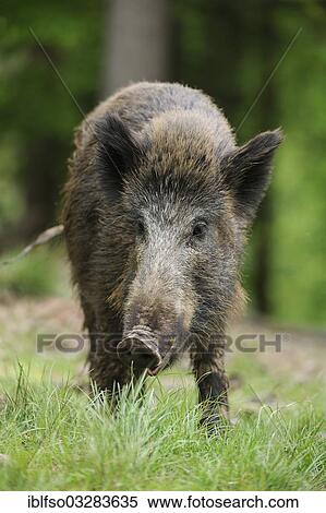 Stock Photography - "Wild boar (Sus scrofa), sow, captive, Bavaria, Germany, Europe". Fotosearch