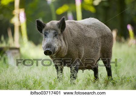 "Wild Boar (Sus scrofa), sow in its summer coat, standing, captive, Saxony, Germany, Europe" View Large Photo Image Stock Image - "Wild Boar (Sus scrofa), sow in its summer coat, standing, captive, Saxony, Germany, Europe". Fotosearch