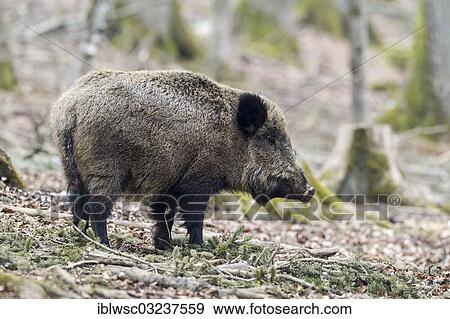 Stock Photo - "Wild boar (Sus scrofa), sow, Wildpark Daun, Daun, Vulkan Eifel, Eifel, Rhineland-Palatinate, Germany, Europe". Fotosearch