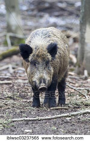 "Wild boar (Sus scrofa), sow, Wildpark Daun, Daun, Vulkan Eifel, Eifel, Rhineland-Palatinate, Germany, Europe" View Large Photo Image Stock Photography - "Wild boar (Sus scrofa), sow, Wildpark Daun, Daun, Vulkan Eifel, Eifel, Rhineland-Palatinate, Germany, Europe". Fotosearch