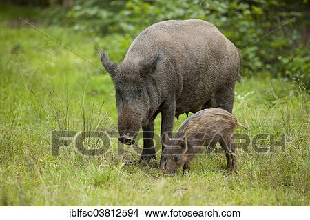 "Wild Boar (Sus scrofa), sow with piglet, captive, Bavaria, Germany, Europe" View Large Photo Image Picture - "Wild Boar (Sus scrofa), sow with piglet, captive, Bavaria, Germany, Europe". Fotosearch