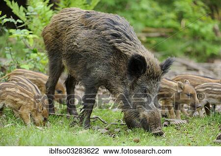Stock Image - "Wild boar (Sus scrofa), sow with piglets, captive, Bavaria, Germany, Europe". Fotosearch