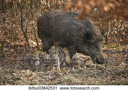 "Wild Boar (Sus scrofa), sow with piglets, captive, North Rhine-Westphalia, Germany, Europe" View Large Photo Image Stock Image - "Wild Boar (Sus scrofa), sow with piglets, captive, North Rhine-Westphalia, Germany, Europe". Fotosearch