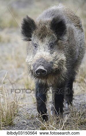 "Wild boar (Sus scrofa) standing in a field, Wildgehege Klovensteen, Hamburg, Hamburg, Germany, Europe" View Large Photo Image Picture - "Wild boar (Sus scrofa) standing in a field, Wildgehege Klovensteen, Hamburg, Hamburg, Germany, Europe". Fotosearch