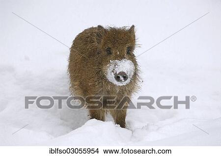 "Wild Boar (Sus scrofa) standing in the snow, captive, Nationalpark Bayerischer Wald, Bavaria, Germany, Europe" View Large Photo Image Picture - "Wild Boar (Sus scrofa) standing in the snow, captive, Nationalpark Bayerischer Wald, Bavaria, Germany, Europe". Fotosearch