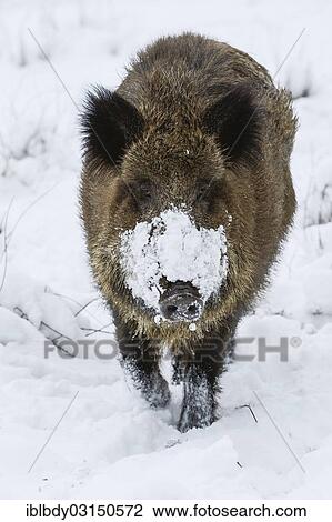 Stock Image - "Wild boar (Sus scrofa) standing in the snow, Wildgehege Klovensteen, Hamburg, Hamburg, Germany, Europe". Fotosearch