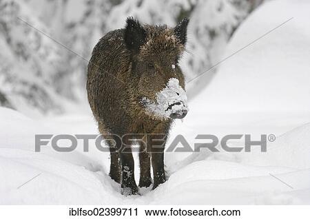 "Wild boar (Sus scrofa) standing in the snow, animal park, Bavarian Forest National Park, Bavaria, Germany, Europe" View Large Photo Image Stock Image - "Wild boar (Sus scrofa) standing in the snow, animal park, Bavarian Forest National Park, Bavaria, Germany, Europe". Fotosearch