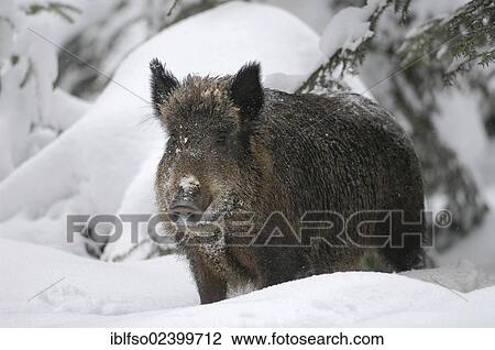 "Wild boar (Sus scrofa) standing in the snow, animal park, Bavarian Forest National Park, Bavaria, Germany, Europe" View Large Photo Image Stock Image - "Wild boar (Sus scrofa) standing in the snow, animal park, Bavarian Forest National Park, Bavaria, Germany, Europe". Fotosearch
