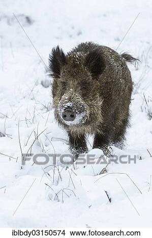 "Wild boar (Sus scrofa) standing on a snow-covered meadow, Wildgehege Klovensteen, Hamburg, Hamburg, Germany, Europe" View Large Photo Image Picture - "Wild boar (Sus scrofa) standing on a snow-covered meadow, Wildgehege Klovensteen, Hamburg, Hamburg, Germany, Europe". Fotosearch