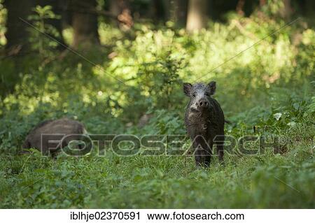 Wild Boar (Sus scrofa) View Large Photo Image Stock Image - Wild Boar (Sus scrofa). Fotosearch