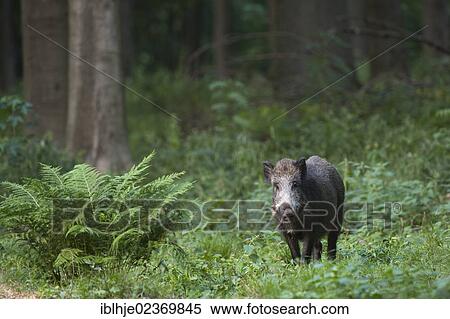 Wild Boar (Sus scrofa) View Large Photo Image Stock Photography - Wild Boar (Sus scrofa). Fotosearch