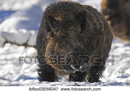 "Wild Boar (Sus scrofa), tusker in winter coat, captive, Saxony, Germany, Europe" View Large Photo Image Stock Photo - "Wild Boar (Sus scrofa), tusker in winter coat, captive, Saxony, Germany, Europe". Fotosearch