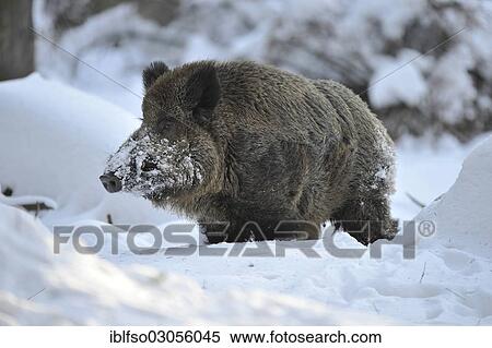 "Wild Boar (Sus scrofa), tusker in winter coat, captive, Saxony, Germany, Europe" View Large Photo Image Stock Photography - "Wild Boar (Sus scrofa), tusker in winter coat, captive, Saxony, Germany, Europe". Fotosearch