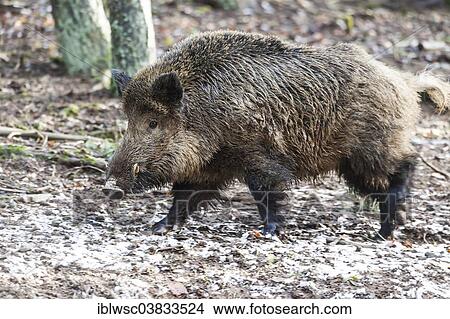 "Wild Boar (Sus scrofa), tusker, Vulkaneifel, Rhineland-Palatinate, Germany, Europe" View Large Photo Image Picture - "Wild Boar (Sus scrofa), tusker, Vulkaneifel, Rhineland-Palatinate, Germany, Europe". Fotosearch
