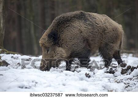 "Wild boar (Sus scrofa), tusker, Wildpark Daun, Daun, Vulkan Eifel, Eifel, Rhineland-Palatinate, Germany, Europe" View Large Photo Image Stock Photo - "Wild boar (Sus scrofa), tusker, Wildpark Daun, Daun, Vulkan Eifel, Eifel, Rhineland-Palatinate, Germany, Europe". Fotosearch