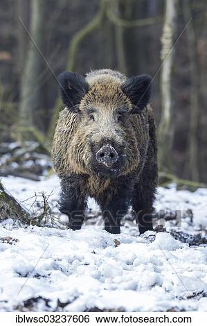 Stock Photograph - "Wild boar (Sus scrofa), tusker, Wildpark Daun, Daun, Vulkan Eifel, Eifel, Rhineland-Palatinate, Germany, Europe". Fotosearch